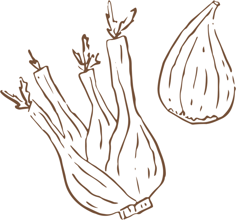 Fennel and fig illustration